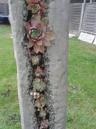 Dachwurz Saule Garten Deko Garten Beton Dachwurz