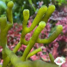 Image result for Macrotyloma densiflorum