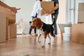 Moving With A Dog: Tips For A Stress-Free New Home - Tractive