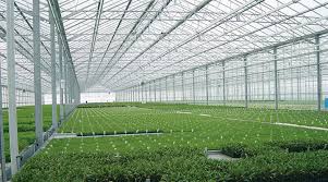Polycarbonate roofing sheets for greenhouse. Which Is The Best Choice For Greenhouse Panels Tuflite