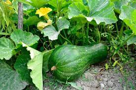 Pumpkin Cucurbita Pepo Medicinal Plants Improve Skin Health Pumpkin Seed Oil