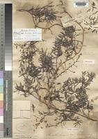 Image result for Asparagus natalensis