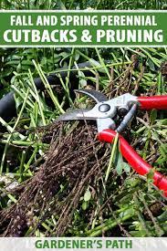 We did not find results for: The Best Tips For Pruning Perennials In Spring And Fall Gardener S Path