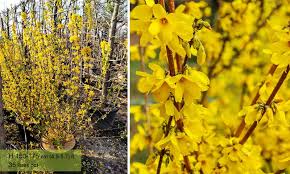 Maybe you would like to learn more about one of these? Forsythia X Intermedia Golden Bell Bush Shrub Garden Plants Online