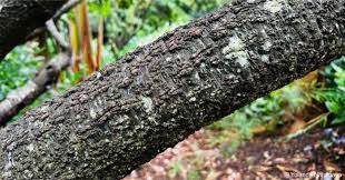 Image result for Myrica pilulifera