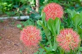 Image result for Scadoxus