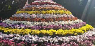 A Peaceful Budgeted Weekend To Chandigarh Terrace Garden Beautiful Tree Japanese Garden