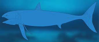 The problem is that, although leedsichthys is known from dozens of fossil remains from around the world and weights of over 50 tons. Leedsichthys Hashtag On Twitter