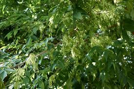 Green ash has a high tolerance for poor growing conditions, so it is widely used as a street and shade tree in urban areas where other species might not thrive. Green Ash Tree Facts Identification And Management
