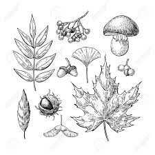 vecteur automne defini avec des feuilles baies chataignes noix champignons et glands elements fo en 2021 champignon dessin arbre coloriage halloween loufoque