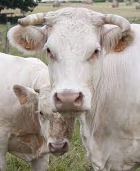 Charolais Deltagro
