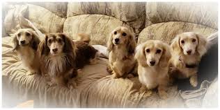 All information for available puppies is located in current puppies for sale tab at the top of your feel free to contact us at anytime with your questions about our miniature dachshunds, bichons, shih. Our Heavenly Dachshunds