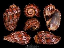 Image result for Harpachne