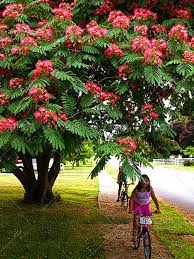 Image result for Albizia