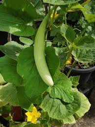 Image result for Cucumis melo