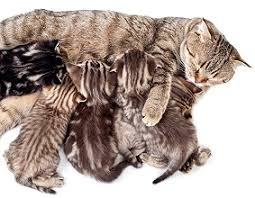 So ist es beispielsweise zu einer art glaubenskrieg. Mythos Maikatzen Was Ist Wirklich Dran Verband Deutscher Tierheilpraktiker E V