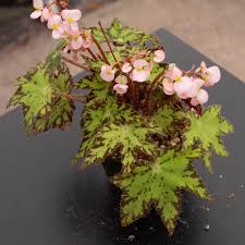 Image result for Begonia