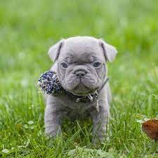 Adopt a pet at the oregon humane society in portland. Lilac French Bulldog Puppy Now Living In Oregon Bulldog Puppies For Sale Bulldog Puppies Miniature French Bulldog