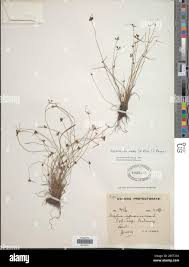 Image result for Lipocarpha nana