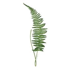 Fern Print Made From My Original Fern Painting Fern Study 2 Fern Liked On Polyvore Featuring Home Home Decor Wal Plant Illustration Fern Tattoo Plants