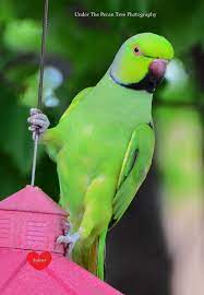Here's a glimpse of one feeding in the wild. 10 African Ringneck Parrots Ideas Pet Birds Parrot Bird