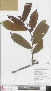 Image result for Uvariastrum