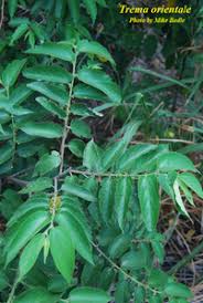 Image result for Trema sp A