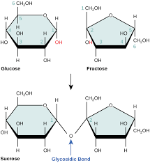 Carbohydrates Boundless Biology