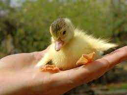 Interested in booking an event? Best City Farms In London For Spotting Super Cute Animals
