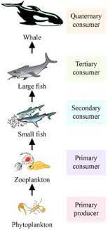 While a food chain shows how ecosystems function in a linear way, a food web is a more visual approach with multiple. Drawing Of An Aquatic Food Chain Homework Help Mycbseguide