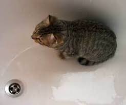 how to wash a cat  how to clean stuff.net