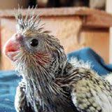 Cockatiel Cottage Basic Care And General Information About Cockatiels Pet Birds Pet Names Cockatiel