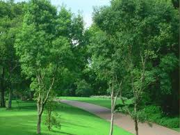 Image result for Heteropyxis natalensis