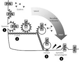 More images for endocytosis vs exocytosis » Control Of Plant Endocytosis And Exocytosis By Pis