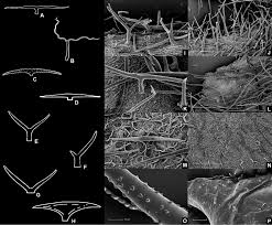 Image result for Flabellariopsis acuminata