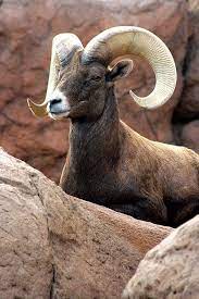 Bighorn Sheep Bighorn Ram Animal Photography Arizona Sonora Desert Museum Wildlife Photography Animals Nursery Decor Animal Photography Wildlife Wild Animals Photography Desert Animals