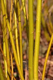 Image result for Harveya alba