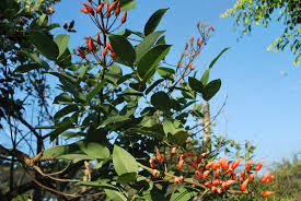 15 092 просмотра 15 тыс. Coral Tree Cainta Plant Nursery