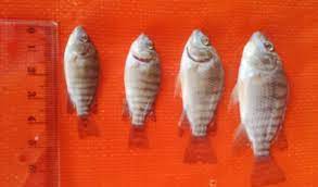 Ikan nila termasuk jenis ikan omnivora (pemakan segala) artinya makanannya bisa berupa tumbuhan. Update Terkini Daftar Harga Bibit Ikan Nila Kualitas Unggul Aplikasi Pertanian Media Agribisnis Gdm Agri