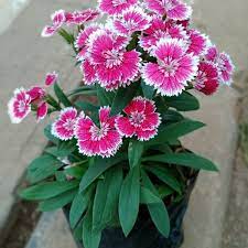 Saya kls 9b di smp tunas dharma karawang. Jual Tanaman Bunga Anyelir Bunga Diantus Pot Ready Di Lapak Maju Makmur Bukalapak