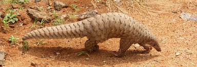 We did not find results for: The Pangolin The Strangest And Most Desired Animal In The World Openmind