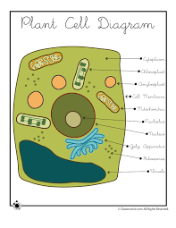 The same safe and trusted content for explorers of all ages. Plant Cell Diagram Woo Jr Kids Activities