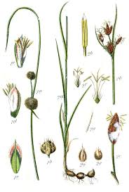 Image result for Cyperaceae