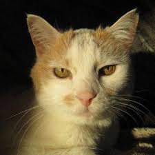 Nelson, Jamie, Elizabeth, OD, 350 23rd Ave E, West Fargo, ND 58078, US