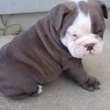 Ditto for black english bulldogs. English Bulldog Puppies Rare Colors Blue Blue Fawn Blue Eyes Ready Now