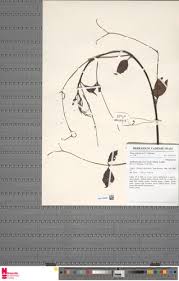 Image result for Afrobrunnichia