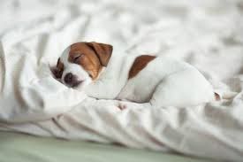 Fortunately, you don't have anything to worry about. Do Puppies Breathe Fast When Sleeping Should I Be Concerned Dogdorable