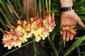 Check spelling or type a new query. Fresh Ginger Baby
