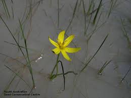 Image result for Pauridiantha