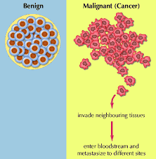 But blood cancers, such as leukemia, don't generally grow as tumors; Cancer Cell Division Siyavula